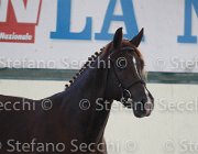 Appio Claudio TosTour2013- S4 6276 : Appio Claudio, Arezzo, Arezzo Equestrian Centre, Cavalli d'Italia, Toscana Tour 2013, foto di Stefano Secchi ©